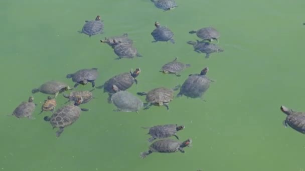 Diverse Tartarughe Cursore Nuotare Presso Acqua Dei Laghi Estate — Video Stock