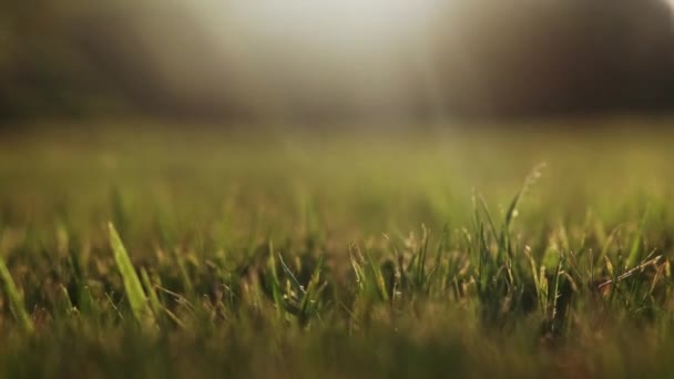 Green Grass Blowing Wind Sunset Sky Silver Green Grass Sway – Stock-video