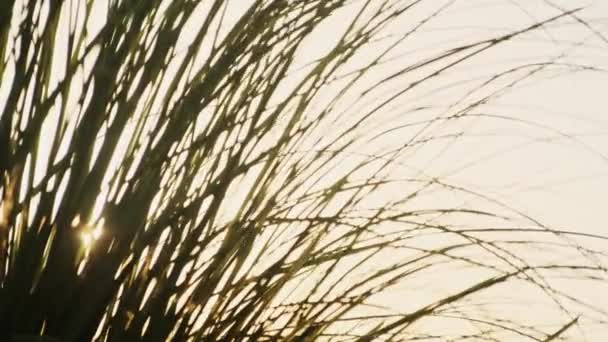 Green Grass Blowing Wind Sunset Sky Silver Green Grass Sway — Video