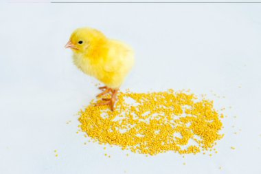 Sarı bebek kız 2