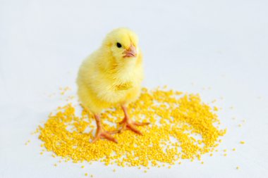 Sarı bebek kız 1