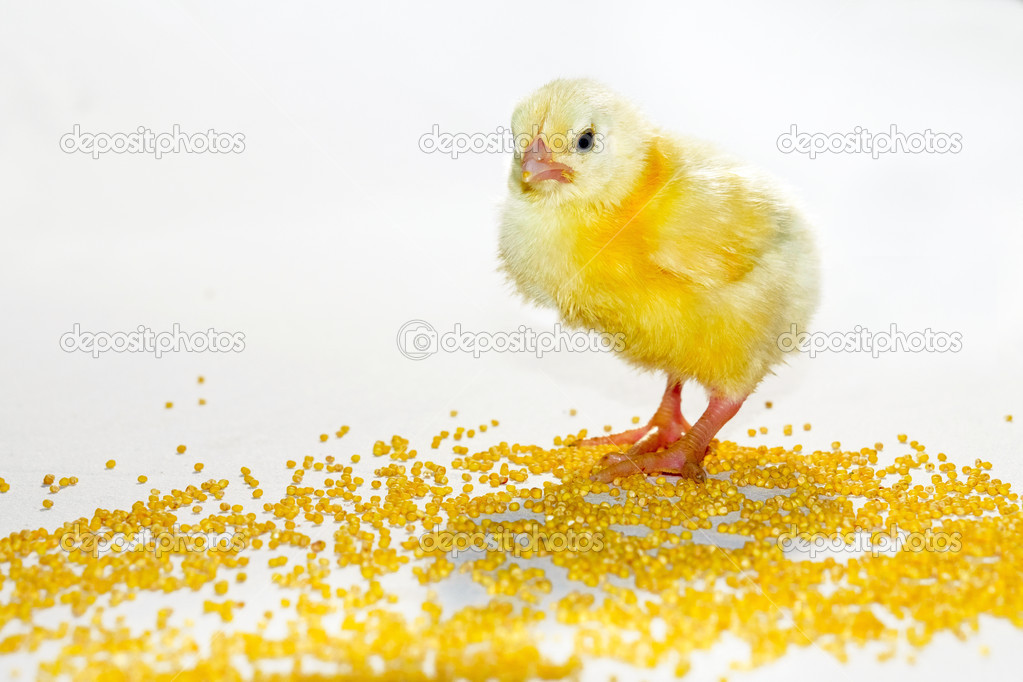 Yellow baby chick 3