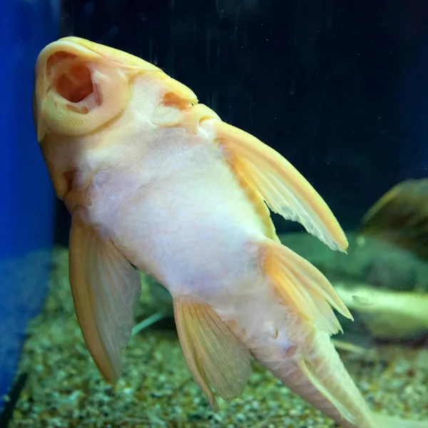 Peixe-gato Ancistrus — Fotografia de Stock