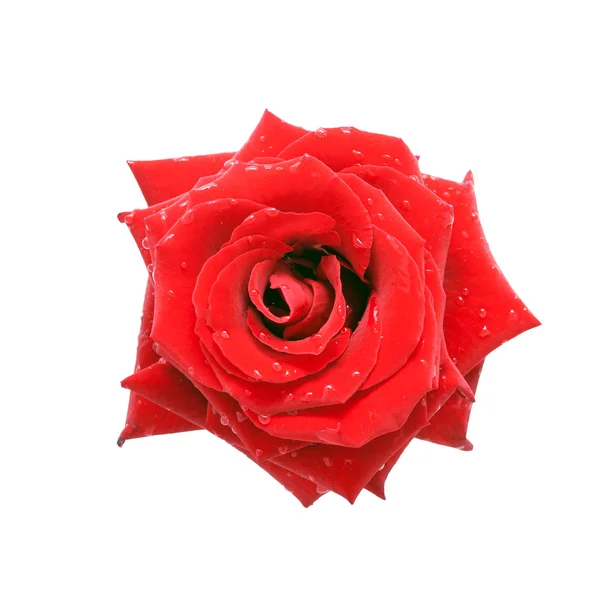 Rosa roja con gotas de rocío, vista superior . — Foto de Stock