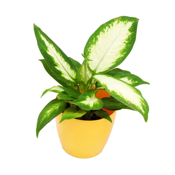 House plant in a yellow pot — Stock Photo, Image