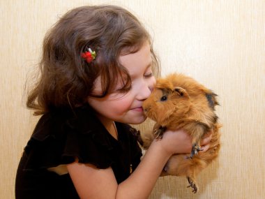 The little girl kissing the guinea pig. clipart