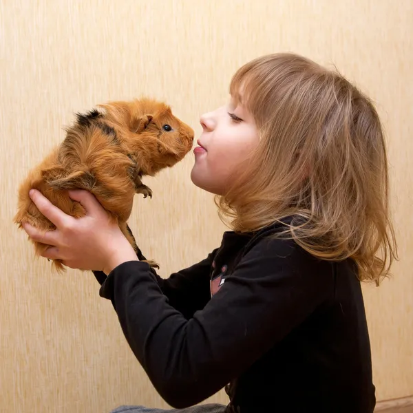 Het kleine meisje kussen de cavia. — Stockfoto