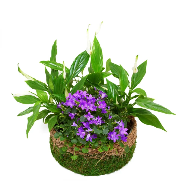 Group houseplants in a pot decorated with moss. — Stock Photo, Image