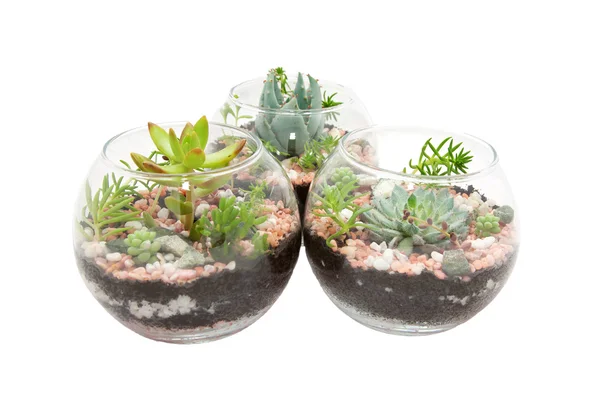 Three clear glass pots with plants — Stock Photo, Image