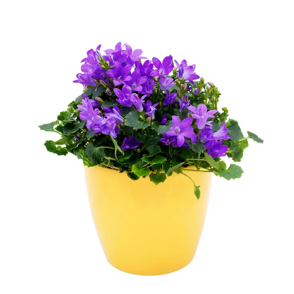 Purple house plant (Campanula) in a yellow pot. — Stock Photo, Image