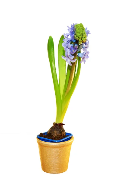 Blue hyacinths blooming in a pot. — Stock Photo, Image