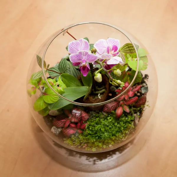 Mini orquídea e outras plantas da casa — Fotografia de Stock