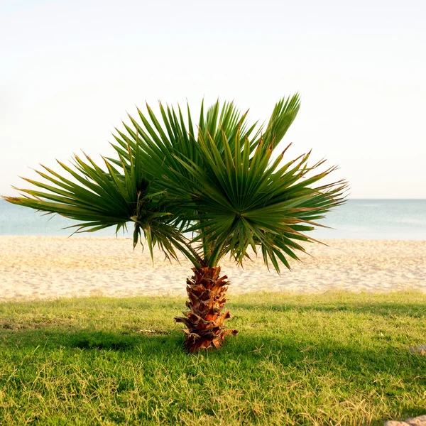 在海滩上的小棕榈树。. — 图库照片