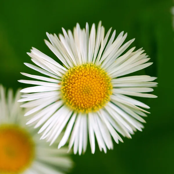 Rumianek (stokrotka) kwiat makro — Zdjęcie stockowe