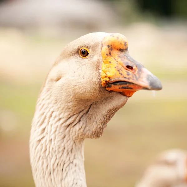 Retrato de close-up de ganso. Macro . — Fotografia de Stock