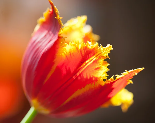 Террі квітка тюльпана при сонячному світлі — стокове фото