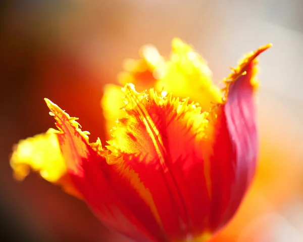 テリーのチューリップの花です。マクロ — ストック写真