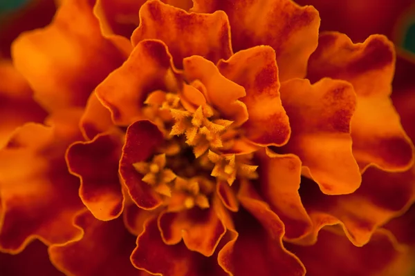 Abstract floral background. Marigold flower macro. — Stock Photo, Image