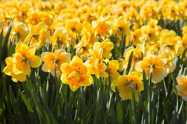Žluté Narcisové Pole Jarní Holandské Narcisové Pole Jako Květinové Pozadí — Stock fotografie