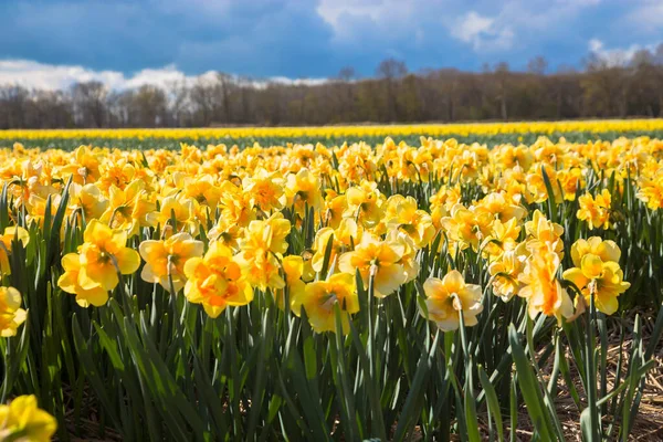 Campo Amarelo Narcisos Primavera Holandês Daffodil Campo Como Fundo Floral — Fotografia de Stock