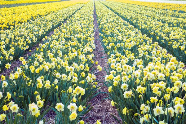 Yellow Daffodil Field Spring Dutch Daffodil Field Floral Background — Stock Photo, Image