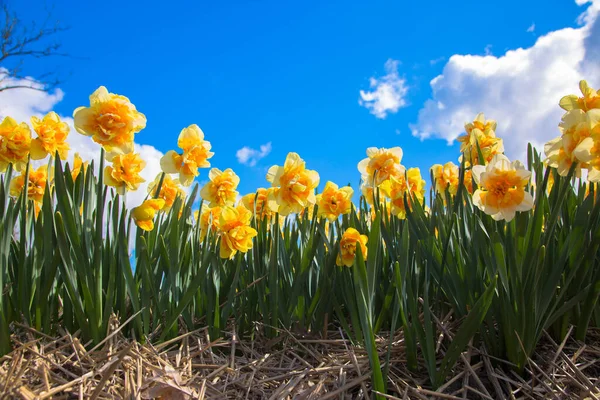 Campo Amarelo Narcisos Primavera Holandês Daffodil Campo Como Fundo Floral Imagens Royalty-Free