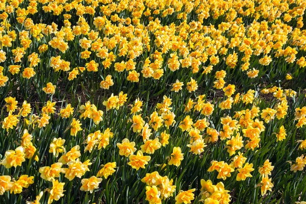 Gele Narcis Veld Lente Nederlandse Narcis Veld Als Een Bloemen Rechtenvrije Stockfoto's