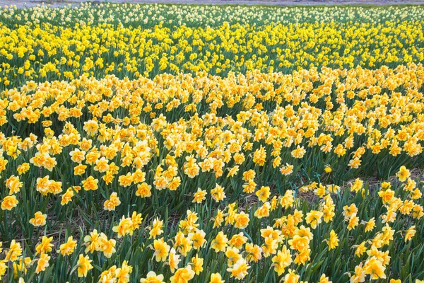 Gelbe Narzissenfelder Frühling Holländische Narzissenfeld Als Blumiger Hintergrund Stockbild