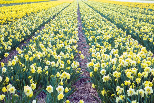 Yellow Daffodil Field Spring Dutch Daffodil Field Floral Background Stock Photo