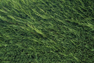 Selvi yaprakları çapraz dizilmiş