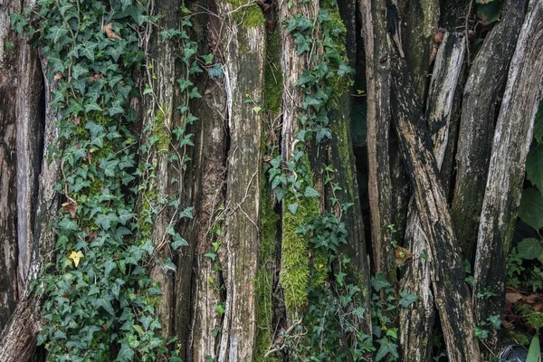 Alte Wälder Mit Verworrenem Efeu — Stockfoto