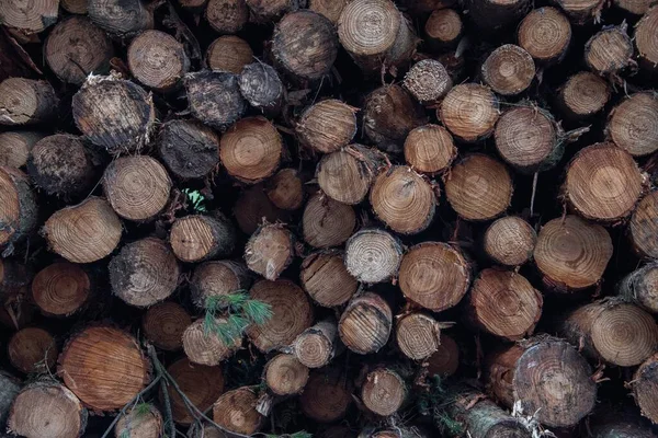 Toros Madeira Empilhados Para Secagem — Fotografia de Stock