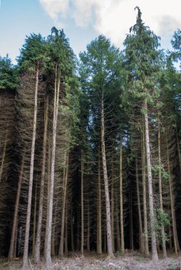 Sonbaharda uzun ağaçlar ormanı. Portre versiyonu. Bask Ülkesi. İspanya