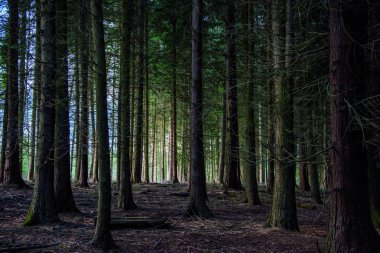 Arkasında ışık olan karanlık bir orman. Bask Ülkesi. İspanya