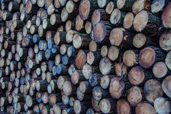 Toras Madeira Cortadas Armazenadas Ordem — Fotografia de Stock