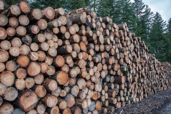 Kesilmiş Depolanmış Odun Yığınları Bask Ülkesi Spanya — Stok fotoğraf