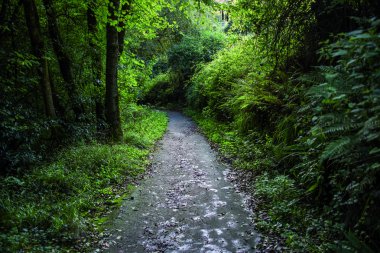 Ormanda samimi ve sessiz bir yol. Bask Ülkesi. İspanya