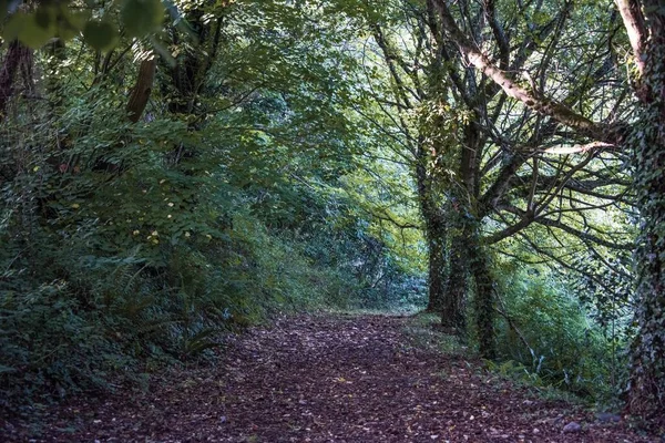 Forest Trail Lots Vegetation Basque Country Spain — Stock Photo, Image