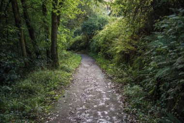 Ormandaki yapraklı patika. Bask Bölgesi. İspanya
