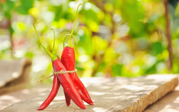 Hot chili peppers — Stock Photo, Image