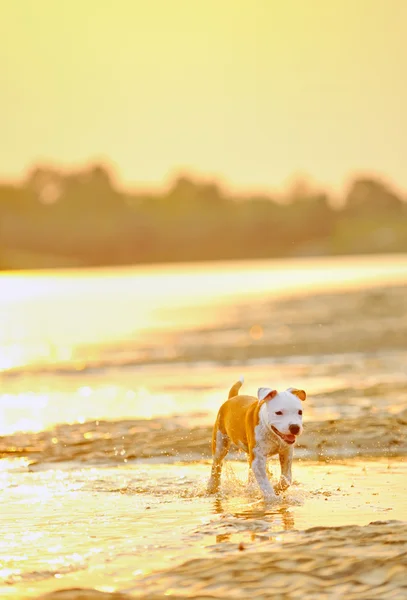 Amerikanischer Staffordshire Terrier Hund spielt im Wasser — Stockfoto