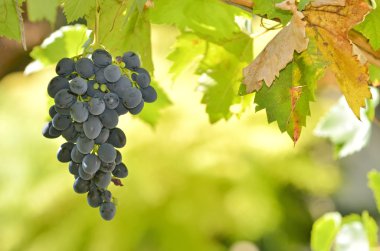 Red Wine Grapes clipart