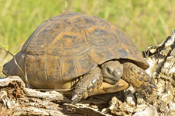 Turtle in the wood — Stock Photo, Image