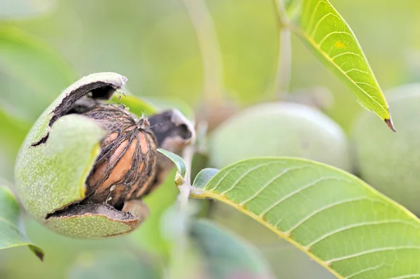 Спелый орех на дереве — стоковое фото