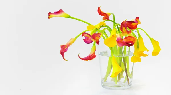 Calla lilie v váza — Stock fotografie