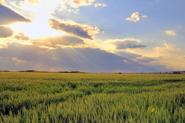Campo de trigo con puesta de sol —  Fotos de Stock