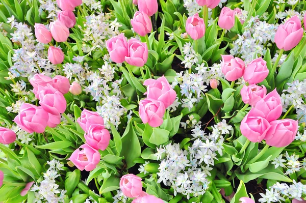 Tulips — Stock Photo, Image