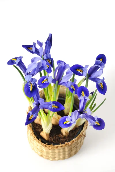 Bir tencerede Mini iris — Stok fotoğraf