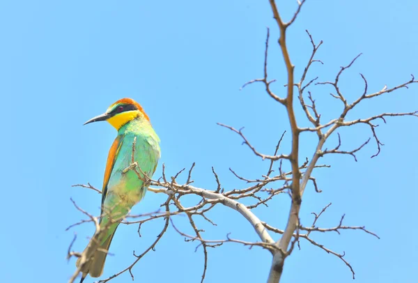 유럽 병 (Merops Apiaster) 야외 — 스톡 사진