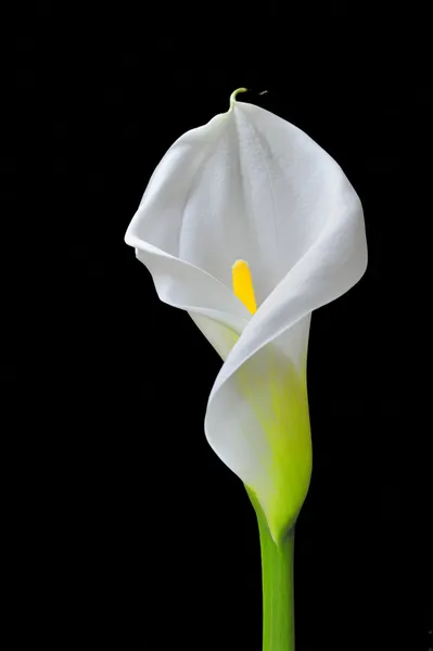 Schöne Calla auf schwarzem Hintergrund — Stockfoto